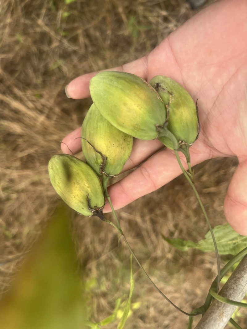 种植基地直批红花百部种子大红花百部种子大量供应