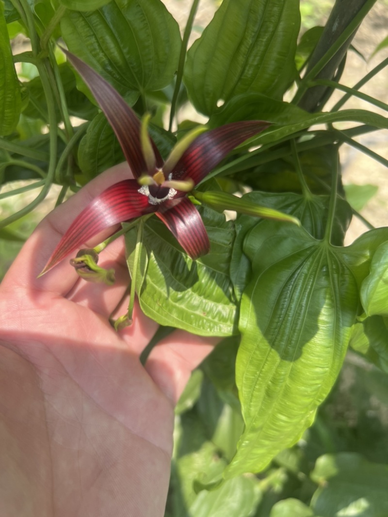 种植基地直批红花百部种子大红花百部种子大量供应