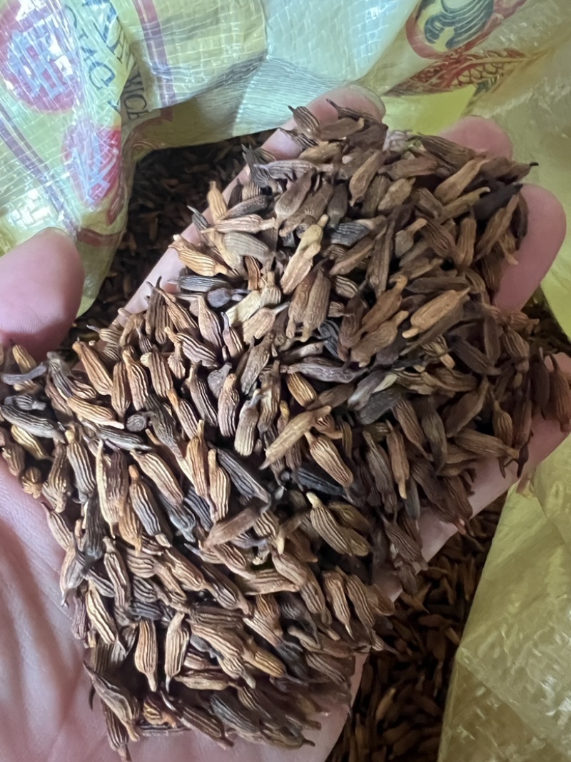 种植基地直批红花百部种子大红花百部种子大量供应