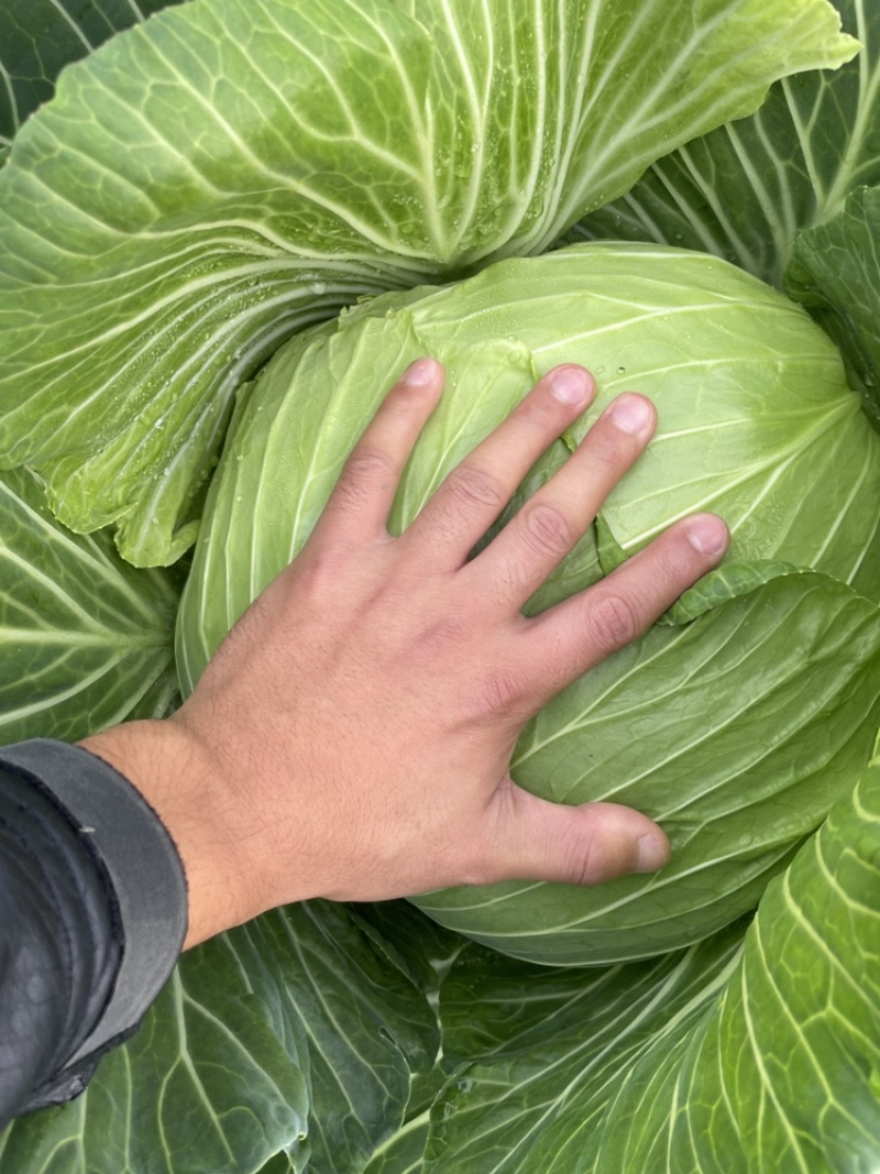 铁头，高胜白菜🥬，量大3-6斤。清秀可爱