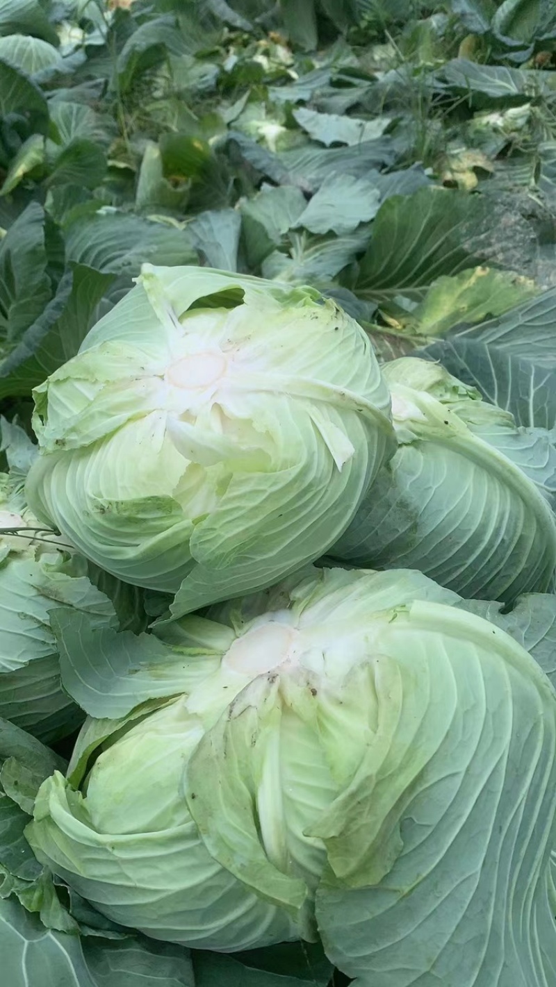 铁头，高胜白菜🥬，量大3-6斤。清秀可爱