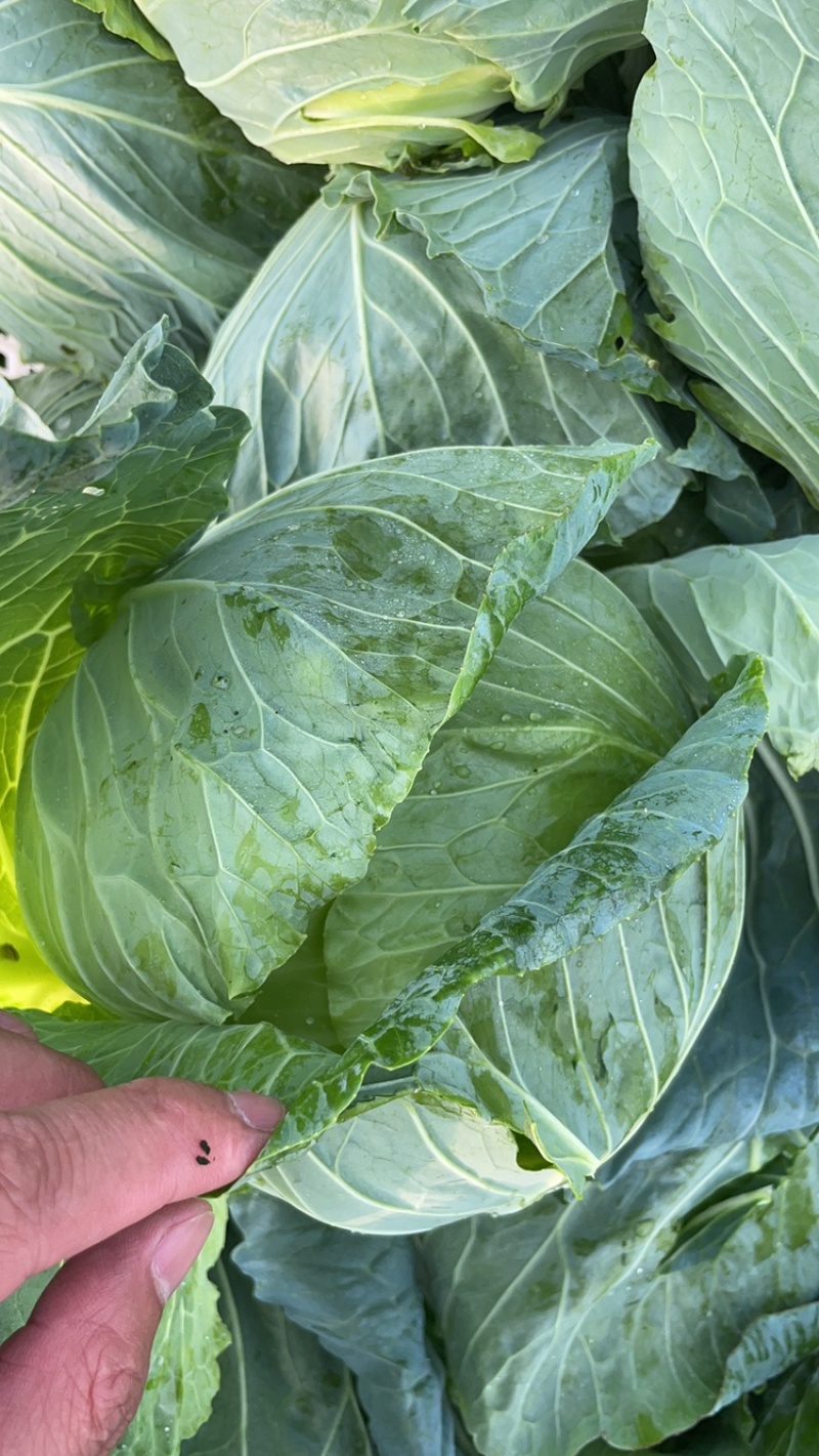 铁头，高胜白菜🥬，量大3-6斤。清秀可爱