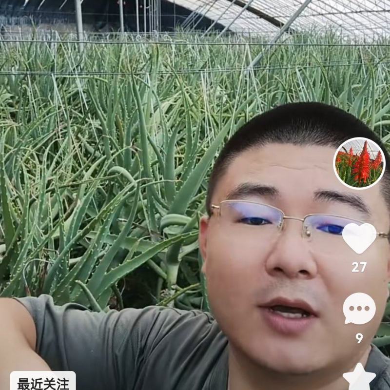芦荟