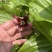 种植基地直批红花百部种子大红花百部种子大量供应