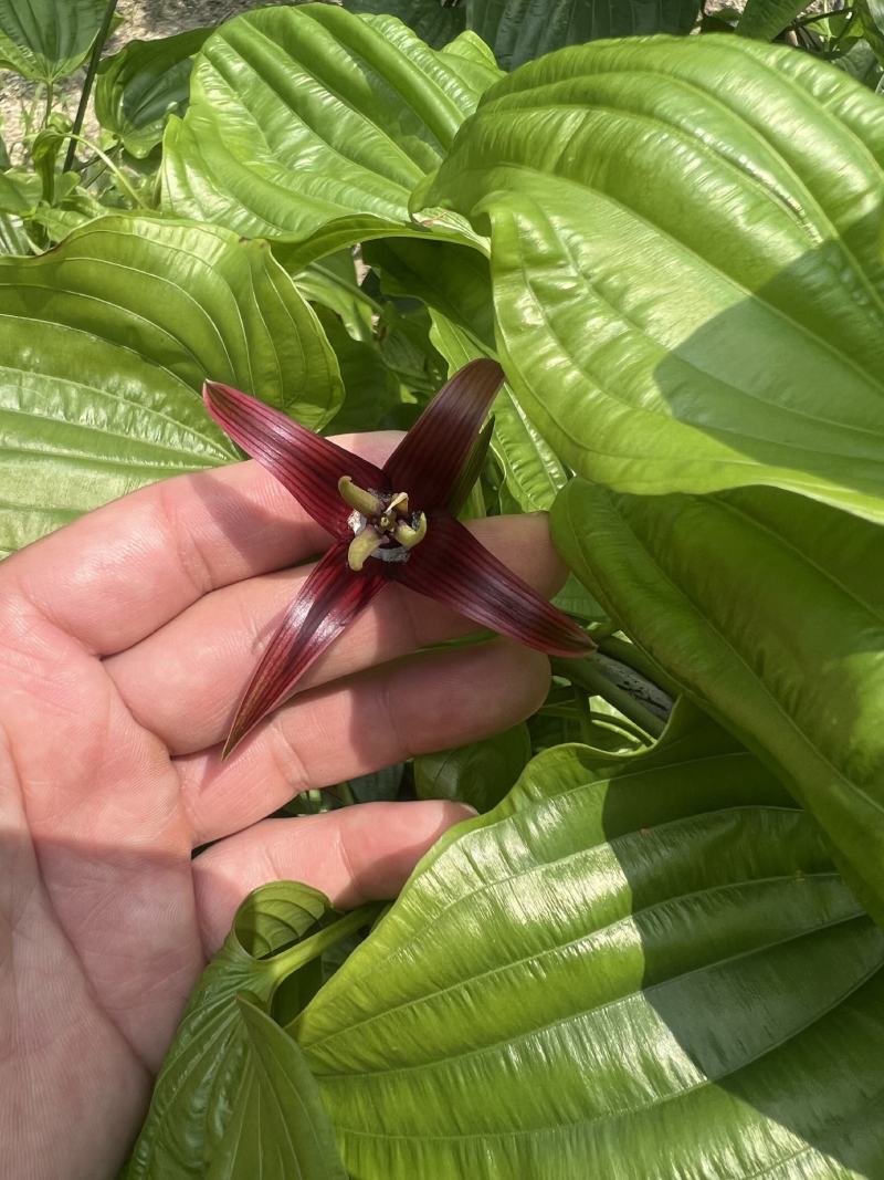 种植基地直批红花百部种子大红花百部种子大量供应