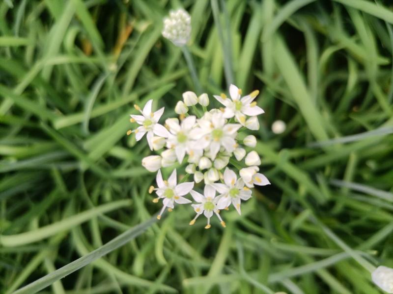 无公害韭菜花，当天早上现采摘，无任何添加剂和水