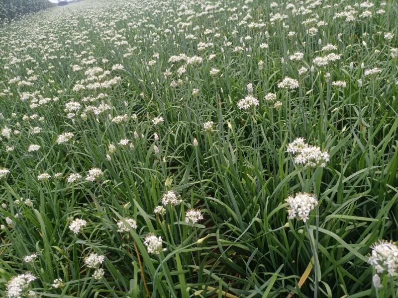无公害韭菜花，当天早上现采摘，无任何添加剂和水