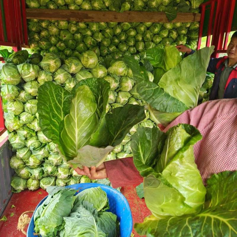 昭通冷凉蔬菜基地