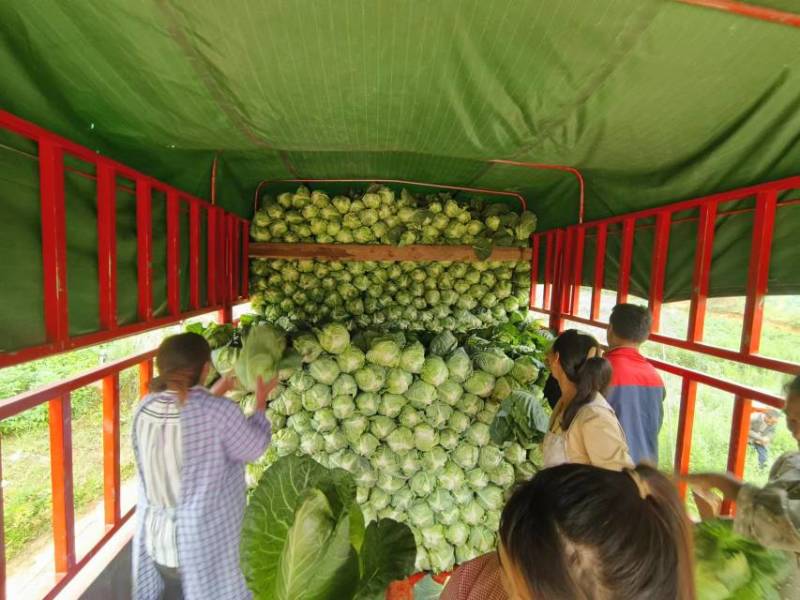 昭通冷凉蔬菜基地