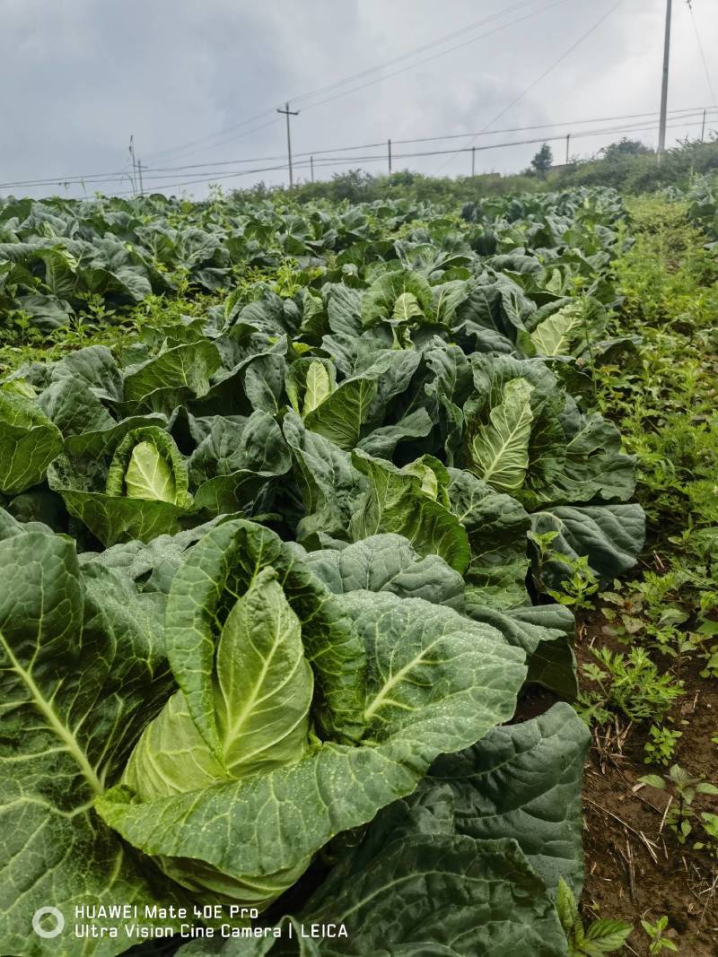 昭通冷凉蔬菜基地