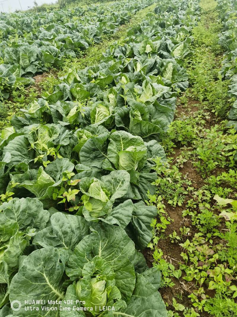 昭通冷凉蔬菜基地