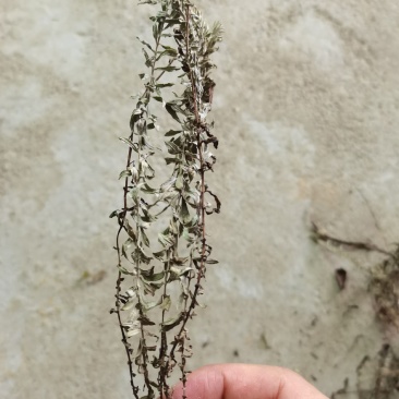 沙氏鹿茸草