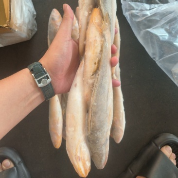 三牙鱼100/200假黄鱼三牙鱼三牙鱼100/200假黄
