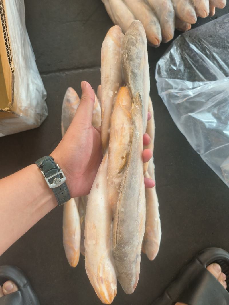 三牙鱼100/200假黄鱼三牙鱼三牙鱼100/200假黄
