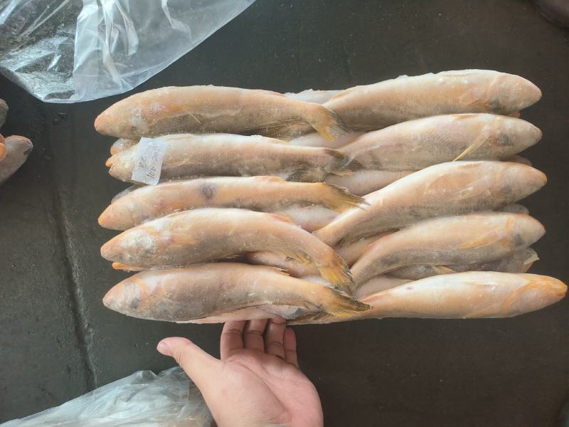 三牙鱼100/200假黄鱼三牙鱼三牙鱼100/200假黄