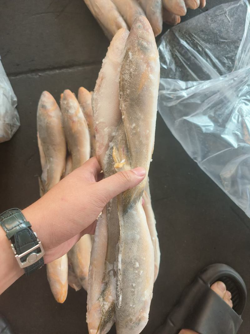 三牙鱼100/200假黄鱼三牙鱼三牙鱼100/200假黄