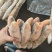 三牙鱼100/200假黄鱼三牙鱼三牙鱼100/200假黄