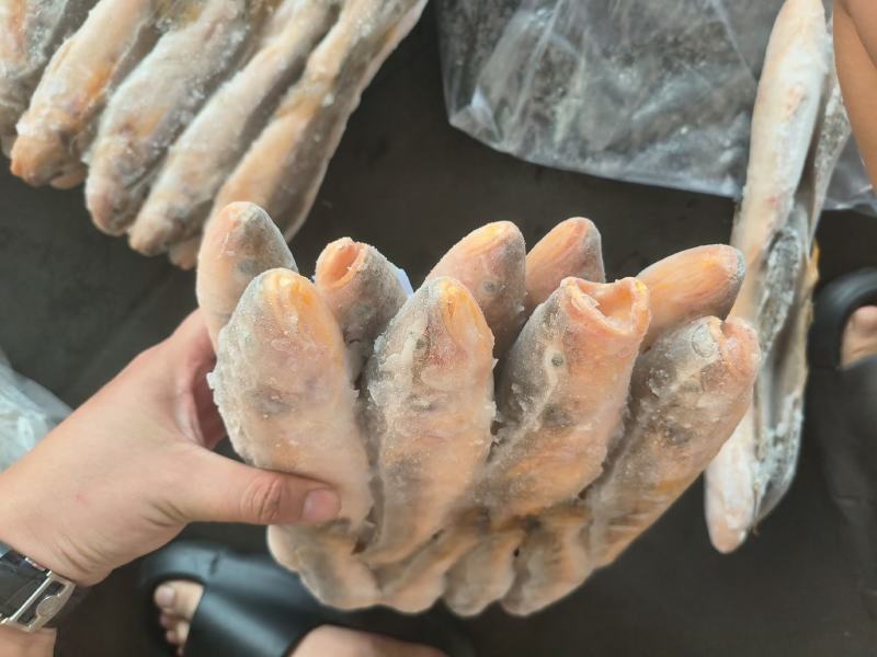 三牙鱼100/200假黄鱼三牙鱼三牙鱼100/200假黄