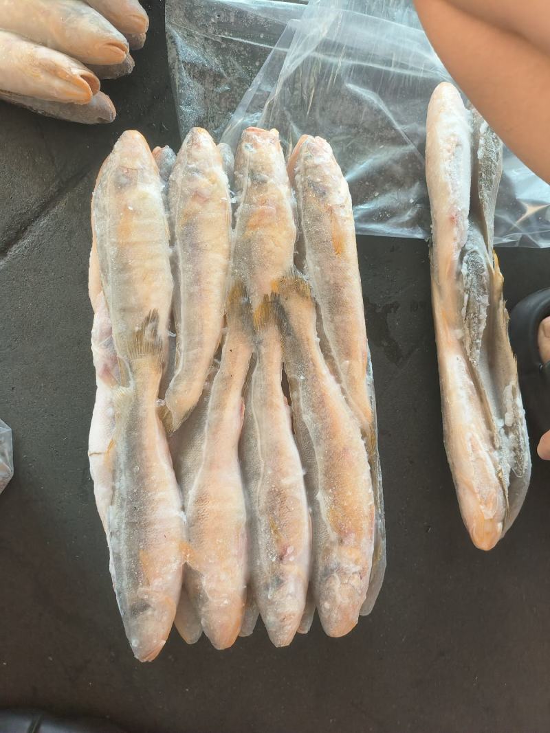 三牙鱼100/200假黄鱼三牙鱼三牙鱼100/200假黄