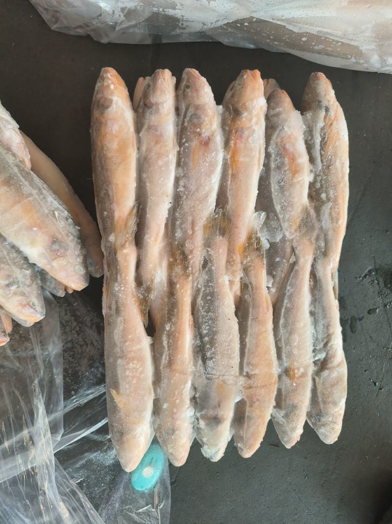 三牙鱼100/200假黄鱼三牙鱼三牙鱼100/200假黄