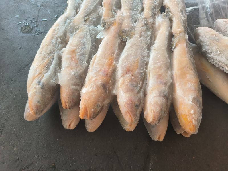 三牙鱼100/200假黄鱼三牙鱼三牙鱼100/200假黄