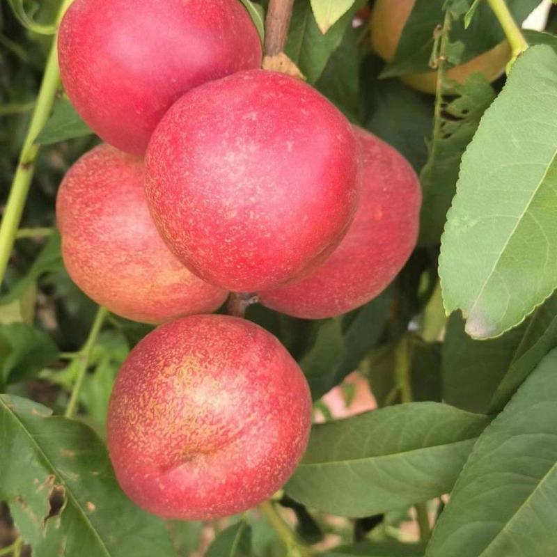 珍珠枣油桃