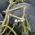 黑无籽西瓜大量出货，产地直发，价格便宜，供货量大！