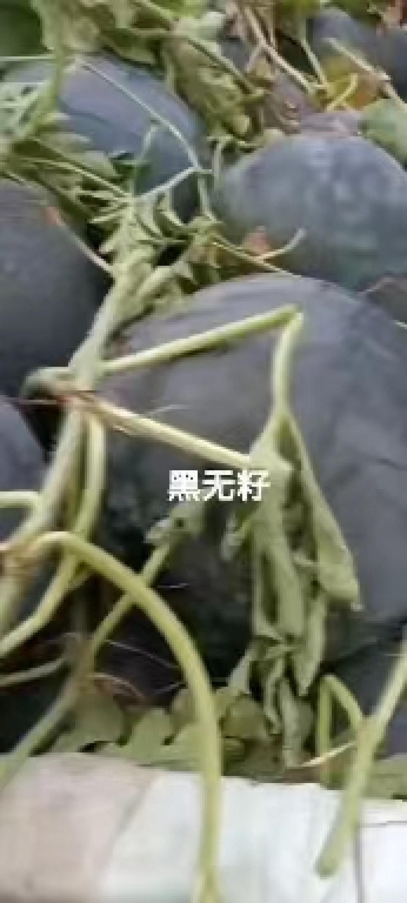 黑无籽西瓜大量出货，产地直发，价格便宜，供货量大！