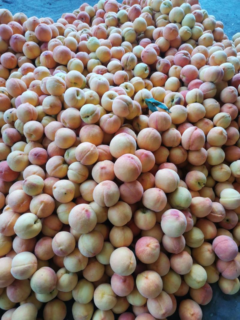 黄金密三号水蜜桃，套袋的毛
