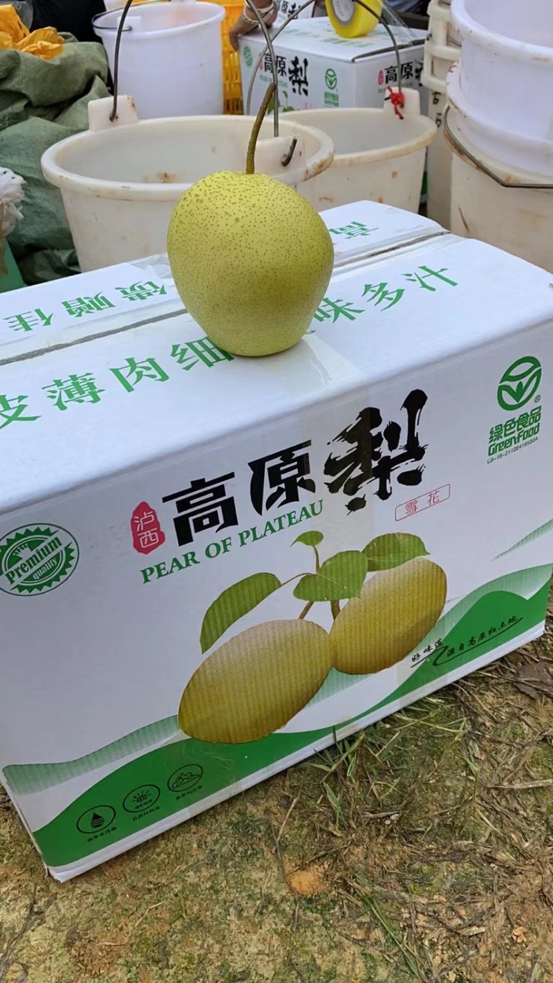 雪花梨泸西高原梨