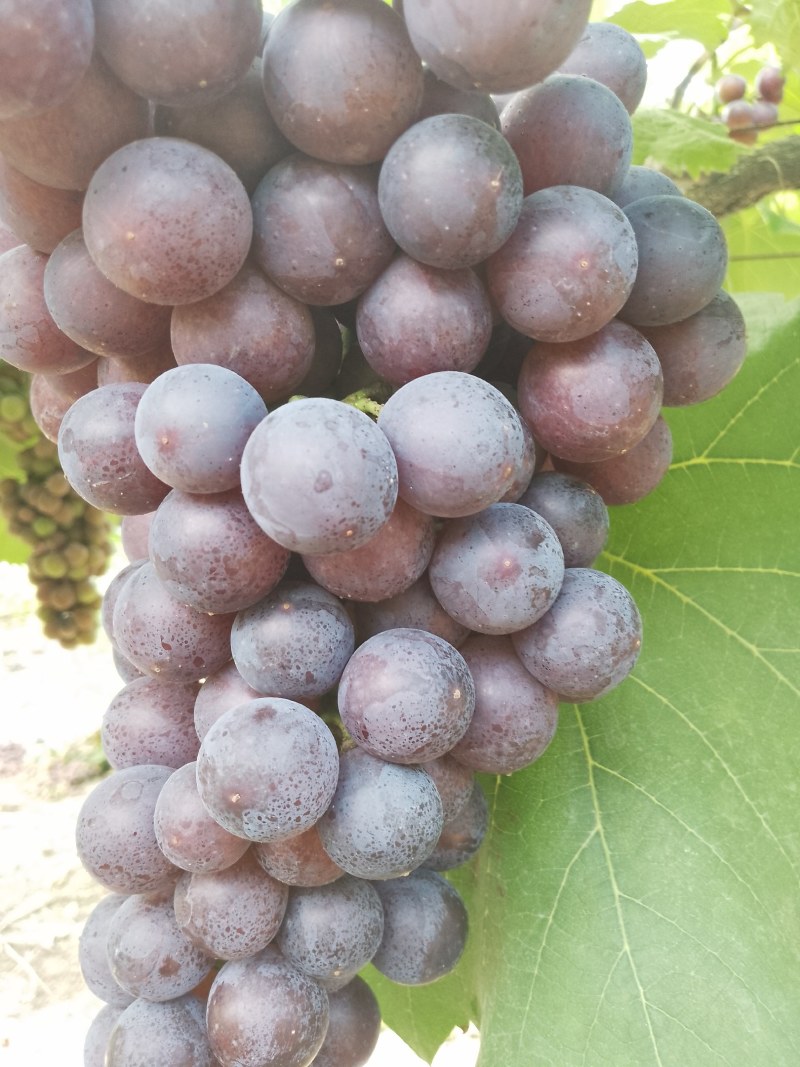 夏黑葡萄，新鲜现采甜度十足