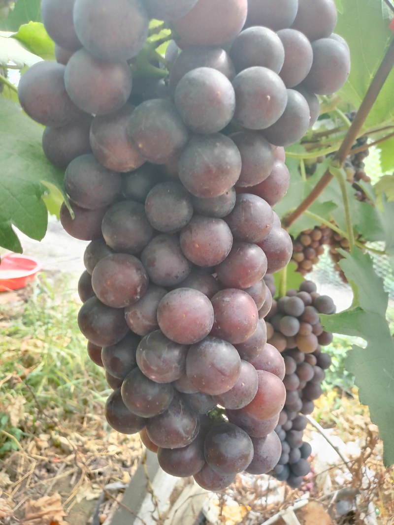 夏黑葡萄，新鲜现采甜度十足
