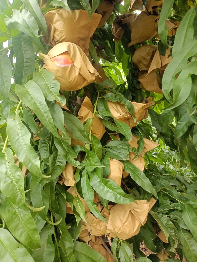 秦皇岛山地蟠桃熟了，大量现货，需要的联系