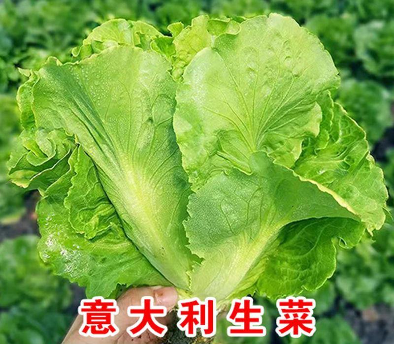 意大利生菜苗生菜苗散叶生菜苗大速生菜苗玻璃脆生菜苗