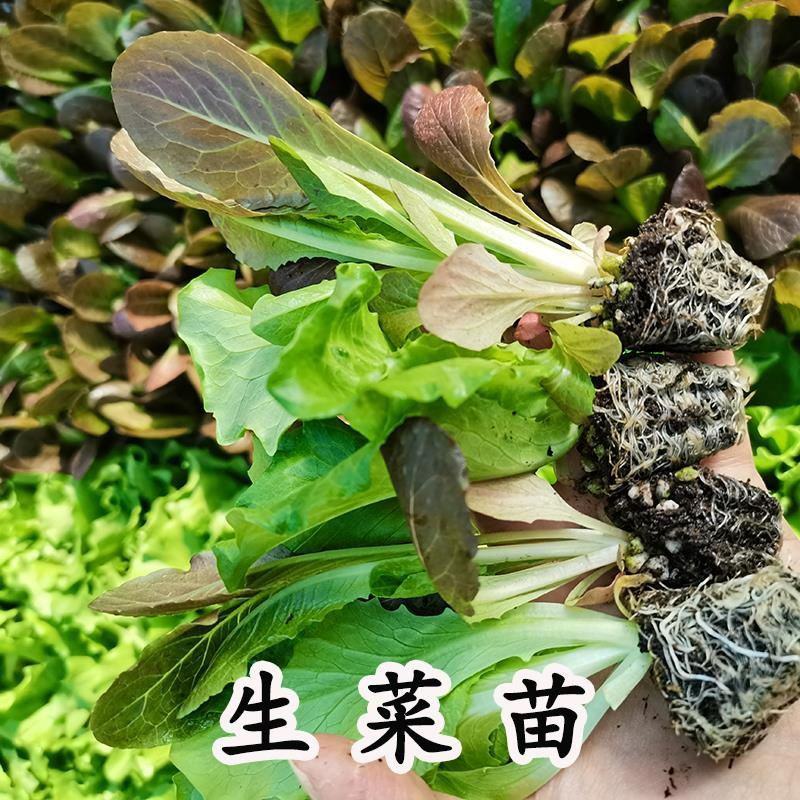 意大利生菜苗生菜苗散叶生菜苗大速生菜苗玻璃脆生菜苗