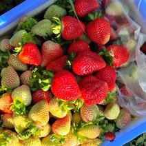 云南会泽夏季草莓大量上市啦，有需要的老板欢迎来电骚扰
