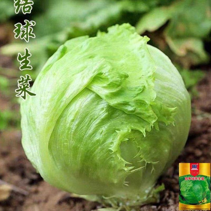 球生菜苗生菜苗包心生菜苗甜脆生菜苗沙拉生菜苗