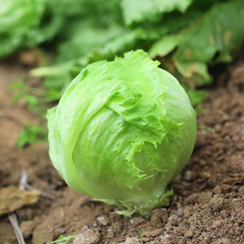 罗马生菜苗生菜苗花叶生菜苗紫叶生菜苗四季玻璃脆生菜苗