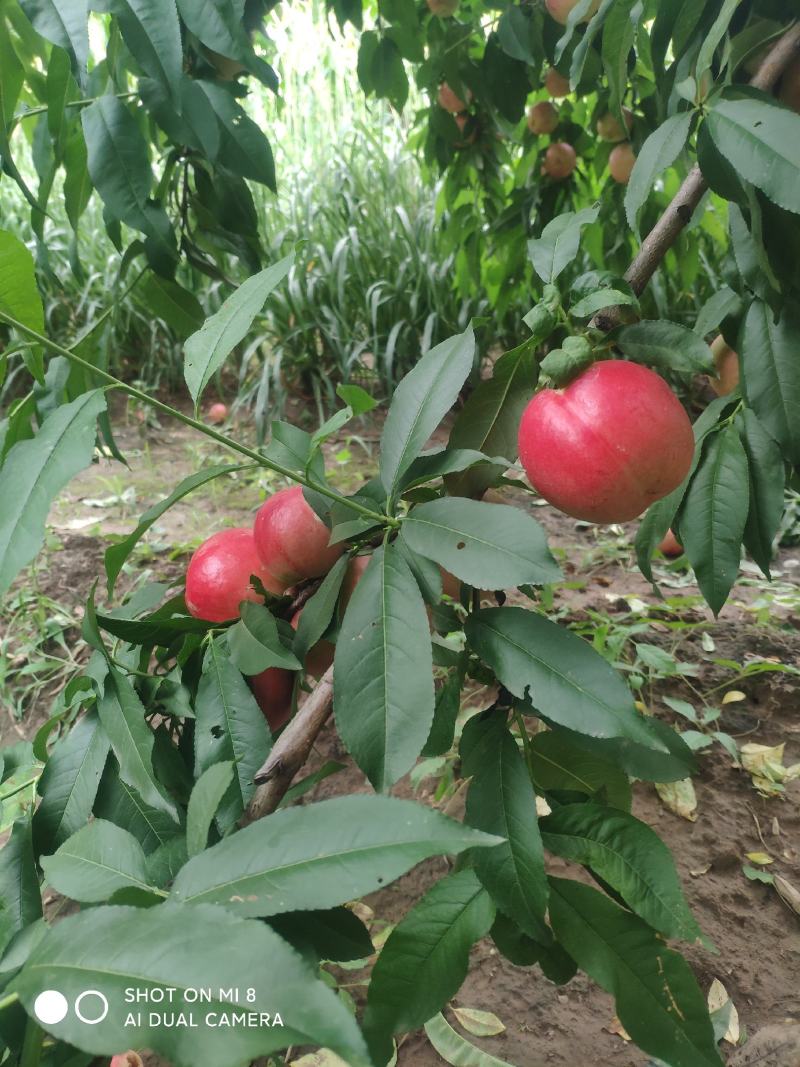 中油20号珍珠枣油桃油桃