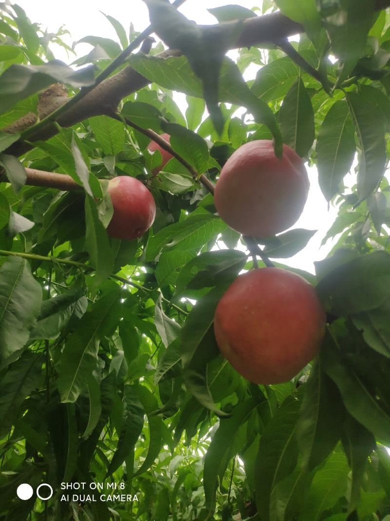 中油20号珍珠枣油桃油桃