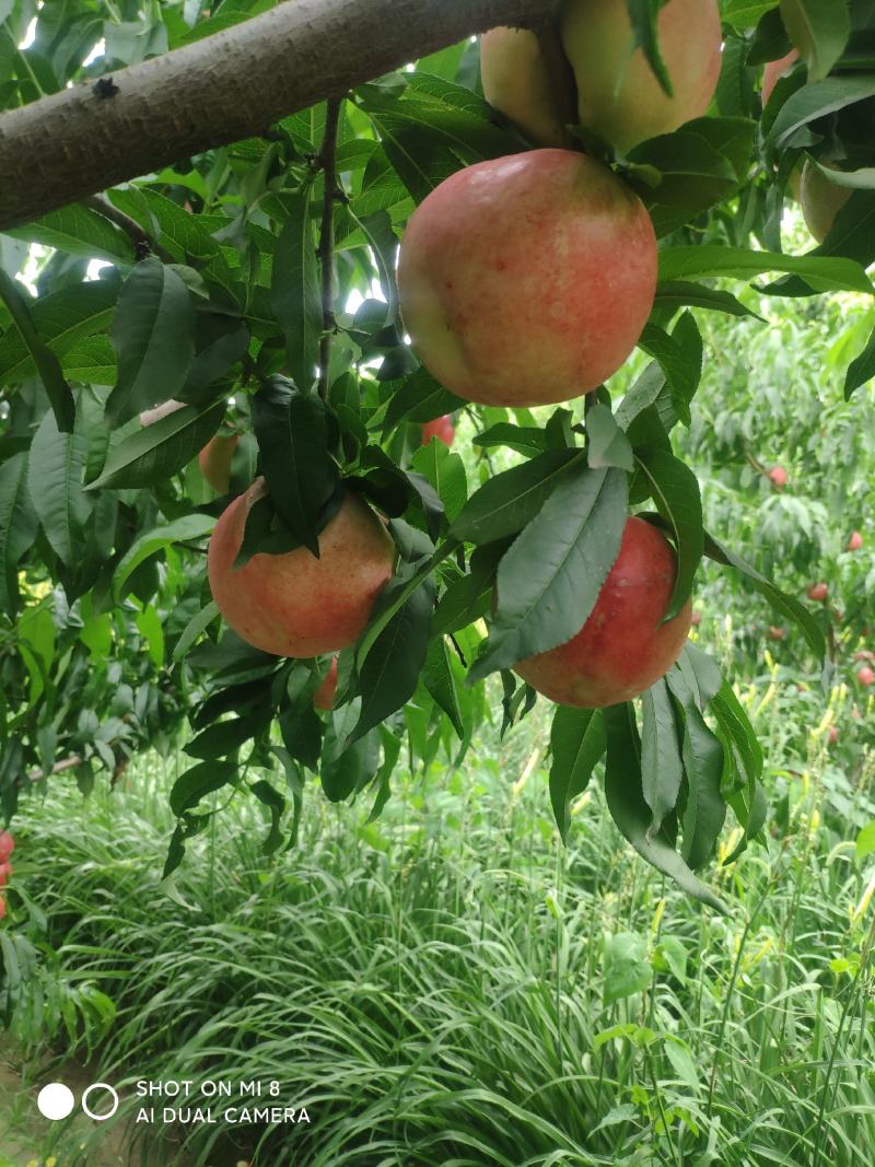 中油20号珍珠枣油桃油桃