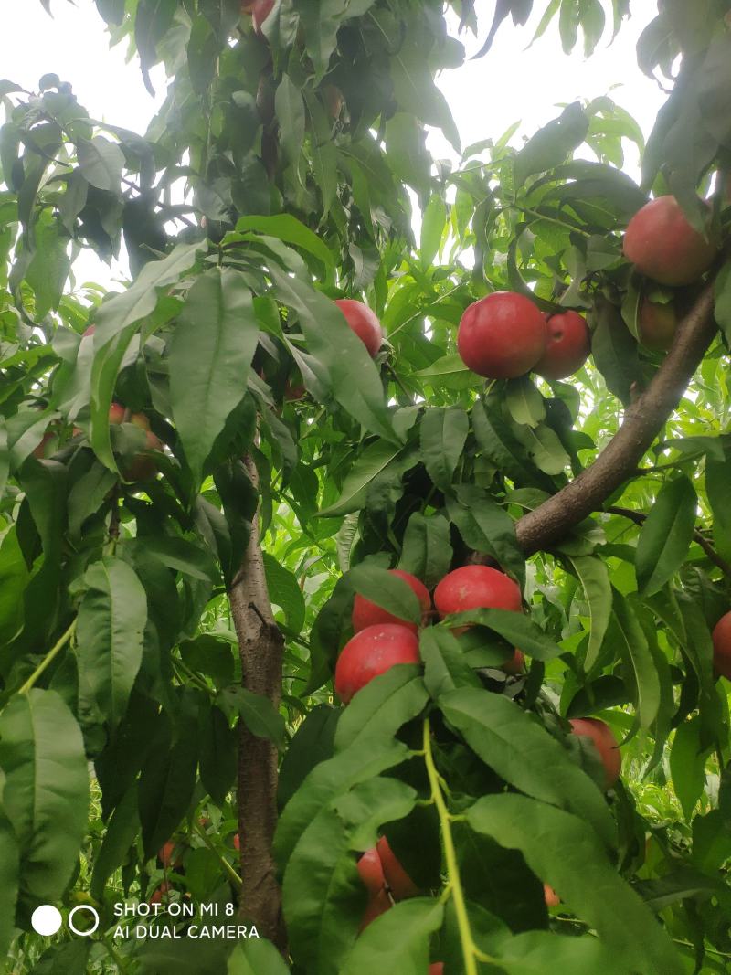 中油20号珍珠枣油桃油桃