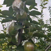 滨州阳信七号梨