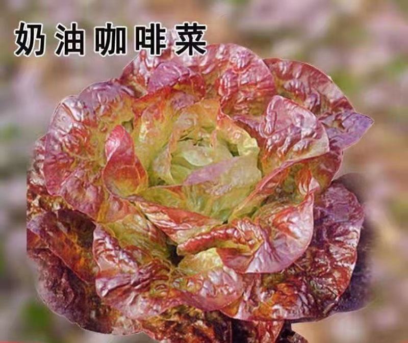 紫叶生菜苗生菜苗奶油生菜苗紫叶大速生菜苗紫叶奶油生菜苗