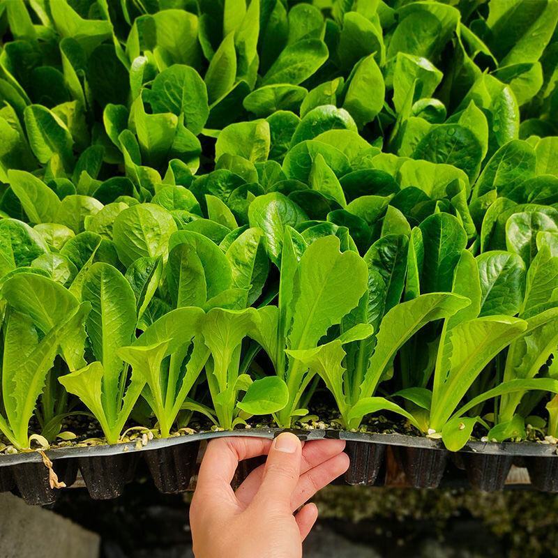 紫叶生菜苗生菜苗奶油生菜苗紫叶大速生菜苗紫叶奶油生菜苗