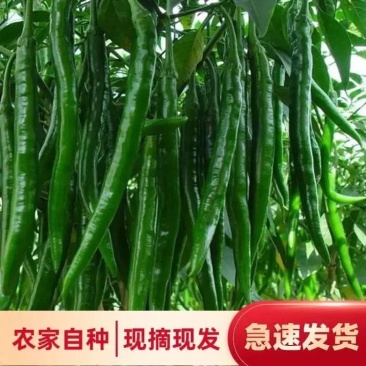 『实力代收』陕西大荔线椒现摘现发货源充足欢迎咨询看货