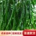 『实力代收』陕西大荔线椒现摘现发货源充足欢迎咨询看货