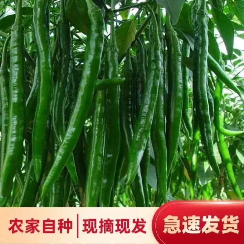 『实力代收』陕西大荔线椒现摘现发货源充足欢迎咨询看货