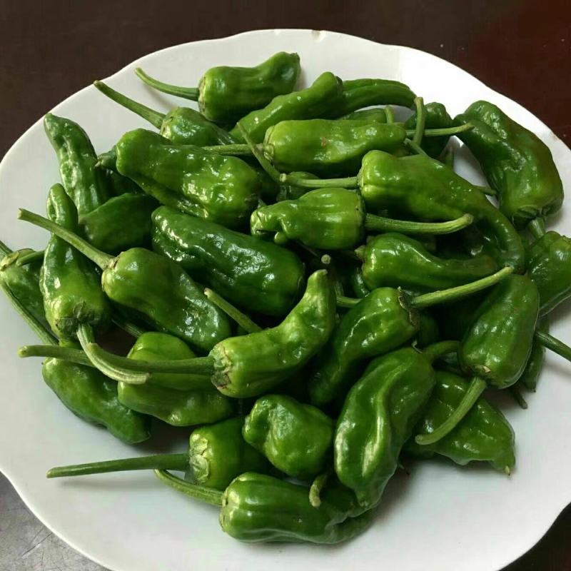余干椒，辣椒，机地看货，产地一条龙服务，欢迎订购，