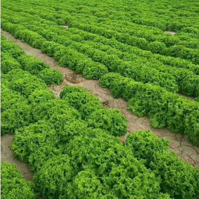 大速生菜苗生菜苗黄叶生菜紫水晶散叶生菜苗翡翠娃娃生菜苗